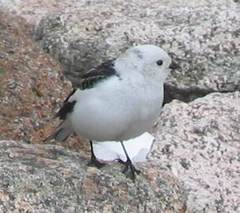Snow Bunting